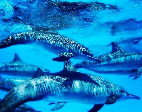 Samadai Dolphin House