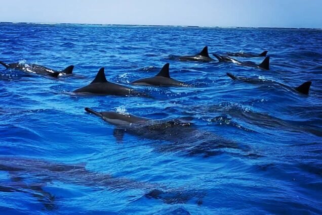 The Most Beautiful Trip in Marsa Alam – Dolphin Sataya Trip